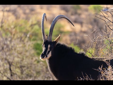 Vildtarter i Namibia
