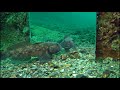 The Round goby fish reaction to its reflection on the mirror.