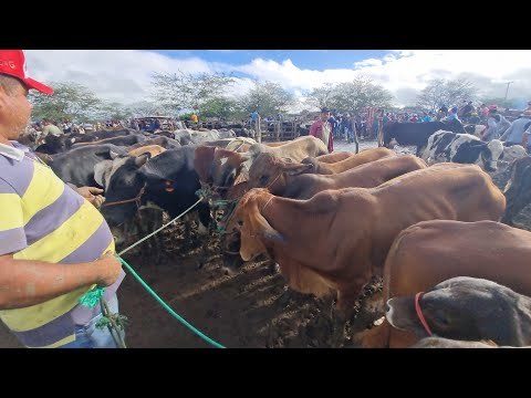 Feira de gado em cachoeirinha-Pe 30-04-2026 muito gado extra 