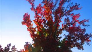 Always Dirty, Never Clean - Anarbor (Cover)