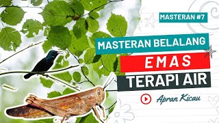 Download lagu Voice training for hummingbirds with stuffing Golden locust with the best water therapy. mp3 Download lagu Voice training for hummingbirds with stuffing Golden locust with the best water therapy. mp3