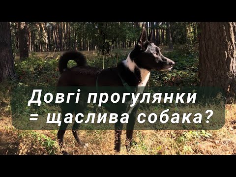 Фото Чи дійсно всім собакам необхідні довгі прогулянки?