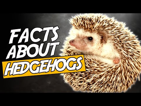 Top 10 Amazing Facts About Hedgehogs That Are So Cute