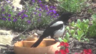 preview picture of video 'Elstern baden in der Vogeltränke'