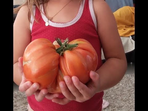 Riesen Tomaten Ernten bis 1Kg je Stück