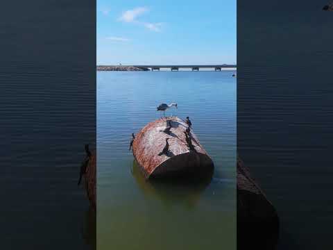 Garza Mora y Biguas en José Ignacio 🇺🇾 #garza #boya #uruguay #maldonado