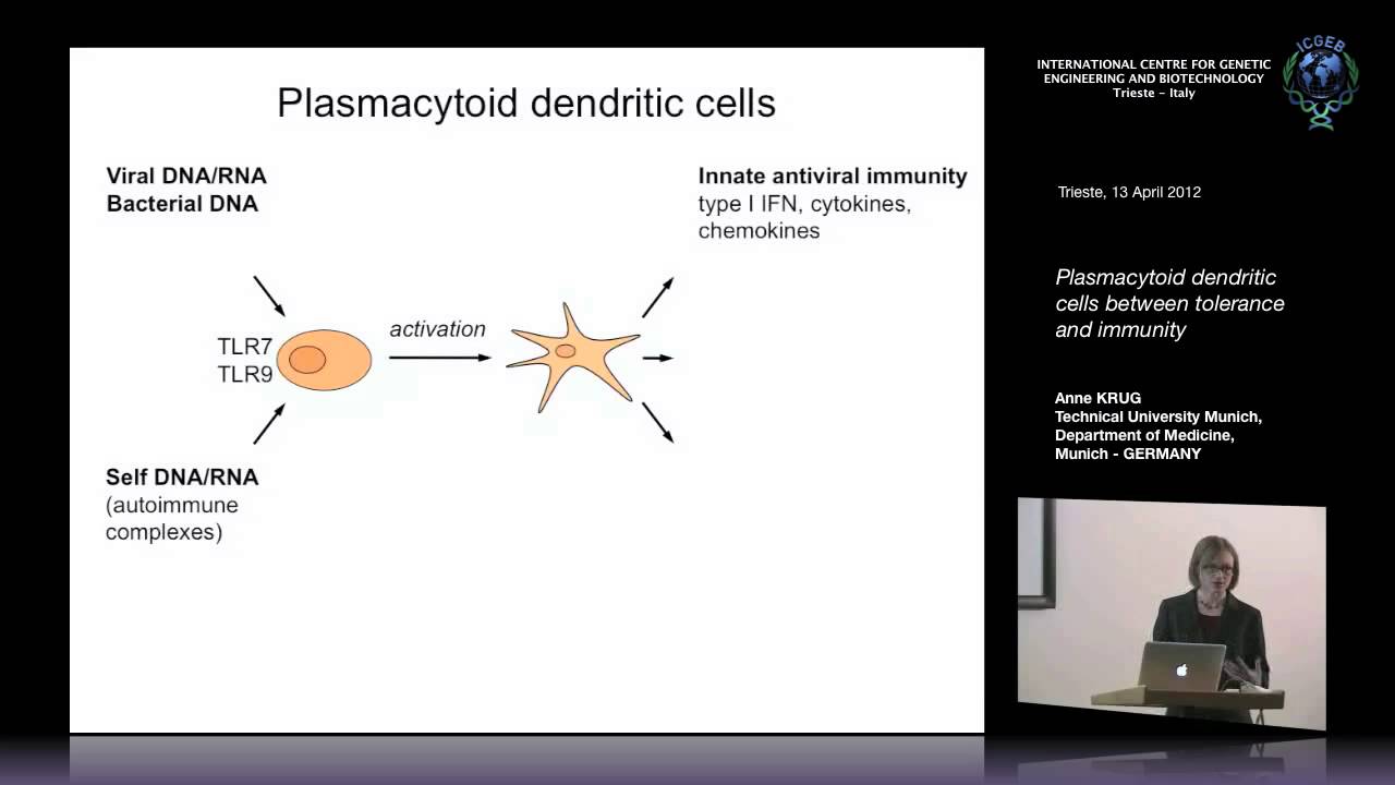 A. Krug  - Plasmacytoid dendritic cells between tolerance and immunity