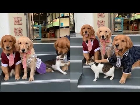 Dog Forces Cat To Join Family Photo