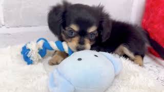 ハーフ犬の動画02