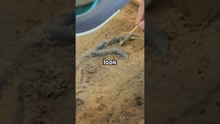 How Do Paleontologists Discover Dinosaur Fossils #prehistoriclife #dinosaur #educationalvideo
