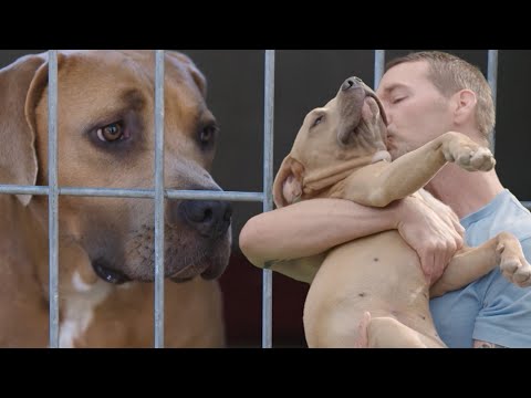 Rescuing an Abandoned Shepherd Mix from the Shelter