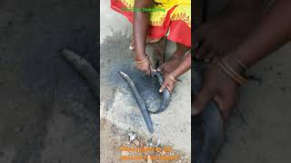 Indian Eel Fish Cleaning And Cutting — Village Tribe People