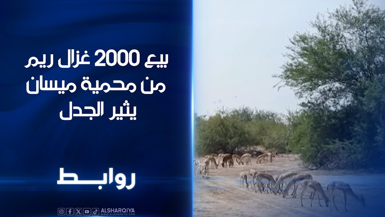 فيديو | بيع 2000 غزال ريم من محمية ميسان يثير الجدل | روابط
