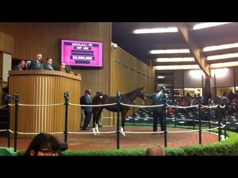 KEE Nov 2014: $3 million Tapit weanling in the ring