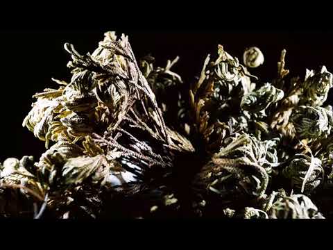 Rose of Jericho TimeLapse Video 5.11.19 1080p