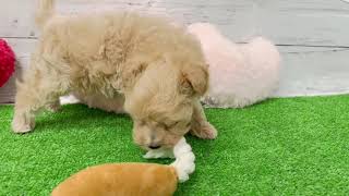 ハーフ犬の動画01