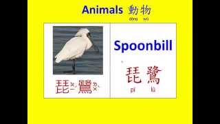 abc英語_動物中英文名稱20 (Learning English and Chinese about Animals.)