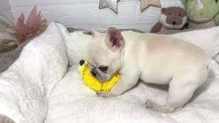 フレンチブルドッグの動画01