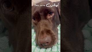 かわいいもち #いぬ #ラブラドール #犬動画 #いぬのいる生活 #かわいい犬 #dog #labrador #cutedogs #dogshorts