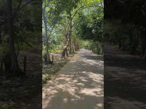 vía  que une los municipio de Nechí antioquia y caucasia #shorts #bajocaucaantioqueño