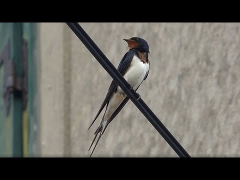 Ptice Hrvatske - Lastavica (Hirundo rustica) (Birds of Croatia - Barn Swallow) (1/3)