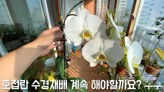 호접란 수경재배 계속 해야할까요? ㅠㅠ