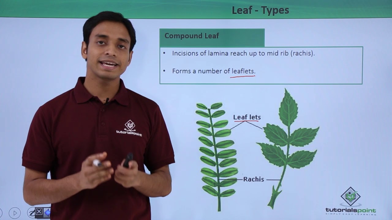 Class 11th – Leaf – Types | Morphology of Flowering Plants | Tutorials Point