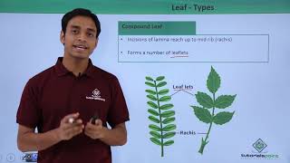 Class 11th – Leaf – Types | Morphology of Flowering Plants | Tutorials Point