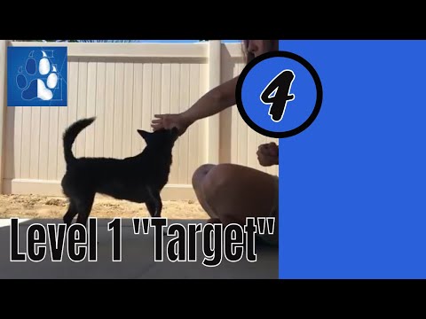 Level 1 "Target" — Sue Ailsby Training Levels Vlog