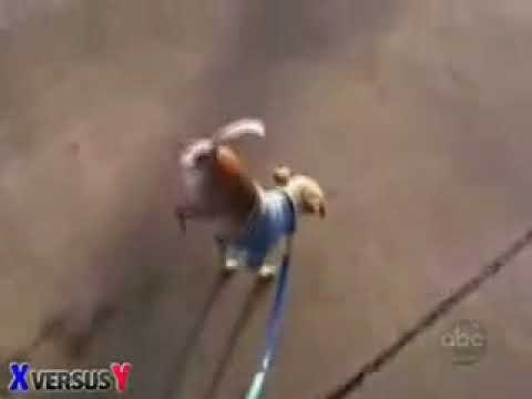 Funny dog videos - Chester The Incredible Peeing Dog
