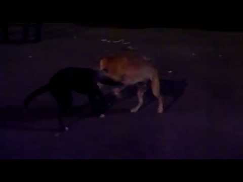 Stray Dogs fighting