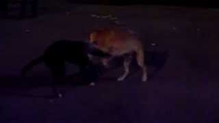 Stray Dogs fighting