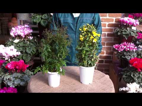 一般的なパイプブッシュ、偽ジャスミン 植物