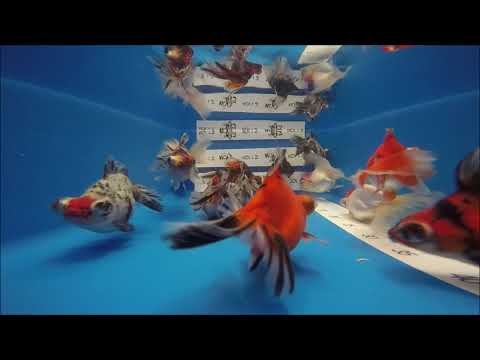 KOI 13 -- Teleskop ButterflyTail 12/14 cm #466