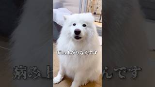 デスク横のかまってちゃんが病み上がりママの前に現れた… #サモエド #samoyed #癒し