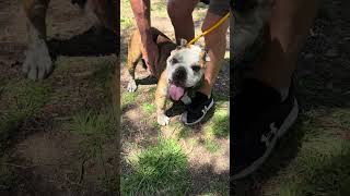 Video preview image #1 Bulldog Puppy For Sale in Marina Del Rey, CA, USA