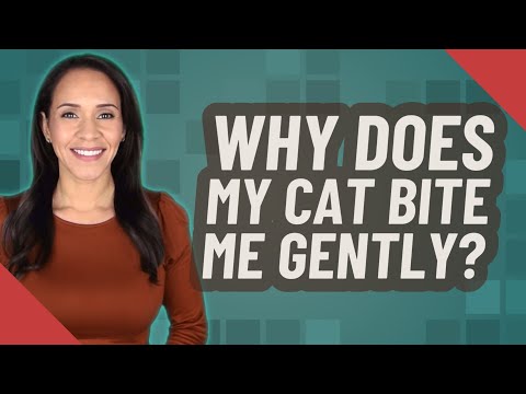 Why does my cat bite me gently?