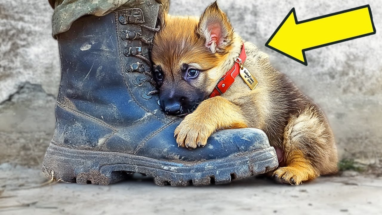 Strange Puppy Was About To Be Put Down - Then Vet Reads Its Collar...