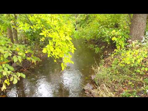 Autumn Rain with First Hint of Fall Color - 4K HDR - Sounds for Stress and Sleep