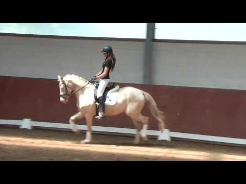 VERKAUFSPONY VERMARKTUNGSZENTRUM - 3j  Cremellowallach von FS Champion de Luxe