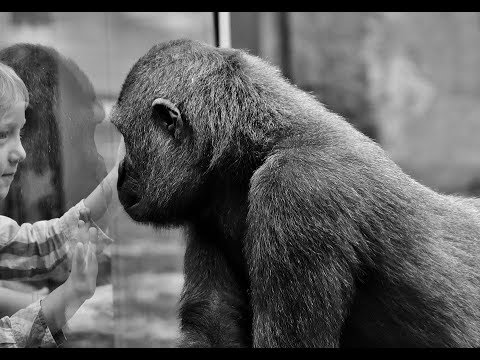 sad animals in zoos - try not to cry animals have feelings too