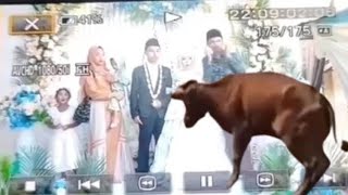 Download lagu Detik-detik Sapi Naik ke Pelaminan Saat Pasangan Pengantin Sedang Foto Bersama Tamu Undangan mp3