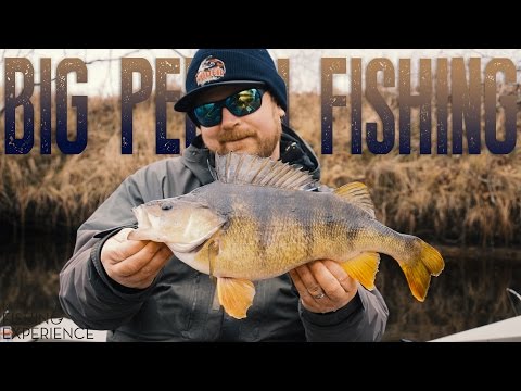 Big Perch Fishing - Glen Grant Fishing Experience