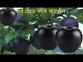 THE MOST BIGGEST APPLE FARM - Delicious Black diamond apple, modern apple farming