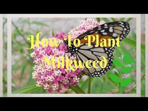 Growing Milkweed Series - Part 1: Germinating the Seeds - TheGarden