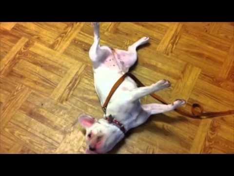 Zdechł pies - Nauka sztuczki