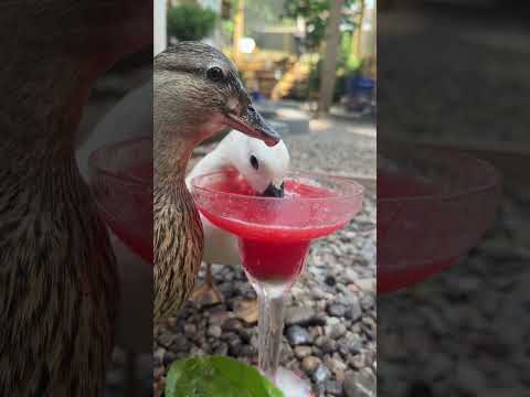 Ducks Cool Down with Watermelon and Pea Margarita's