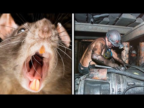 Górnik codziennie karmił szczura. Nie wiedział, że pewnego dnia uratuje mu życie...