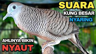 Download lagu Perkutut Lokal Gacor Suara Kung Besar Pancingan Burung Perkutut Agar Bunyi. mp3 Download lagu Perkutut Lokal Gacor Suara Kung Besar Pancingan Burung Perkutut Agar Bunyi. mp3