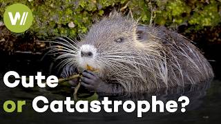 Coypus: How an Invasive Rodent Is Reshaping Europe’s Rivers (Documentary, 2021)